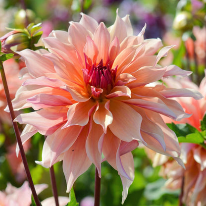 Dahlia Labyrinth Flower Seeds – Exotic Heirloom Perennial Dahlia Seeds