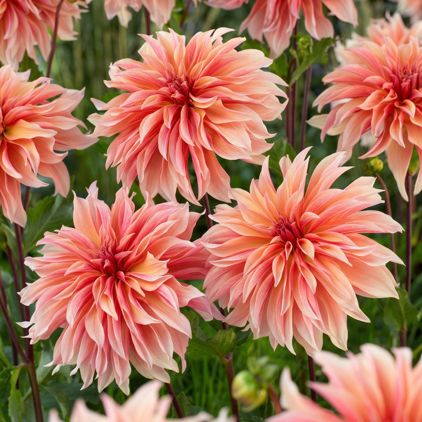 Dahlia Labyrinth Flower Seeds – Exotic Heirloom Perennial Dahlia Seeds