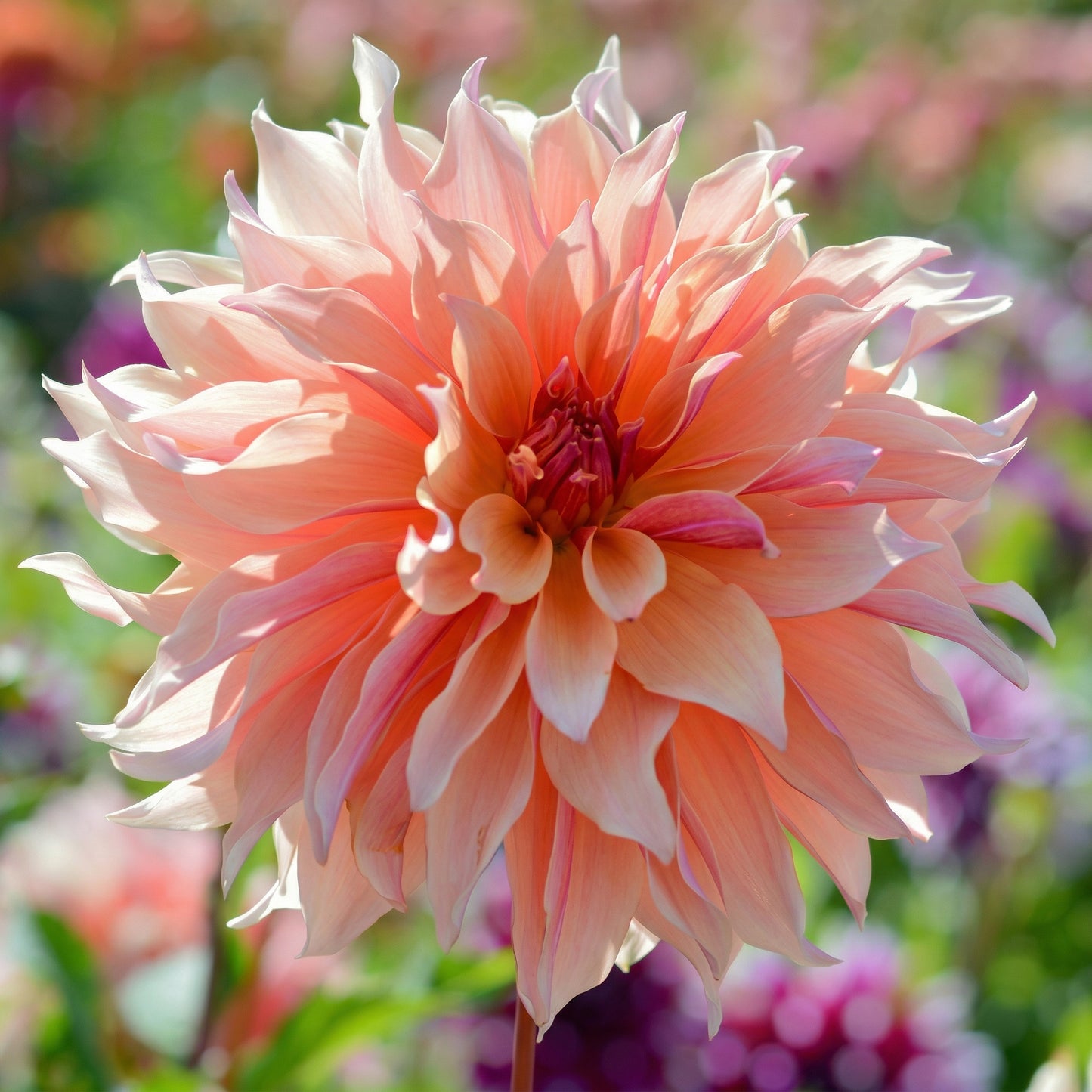 Dahlia Labyrinth Flower Seeds – Exotic Heirloom Perennial Dahlia Seeds