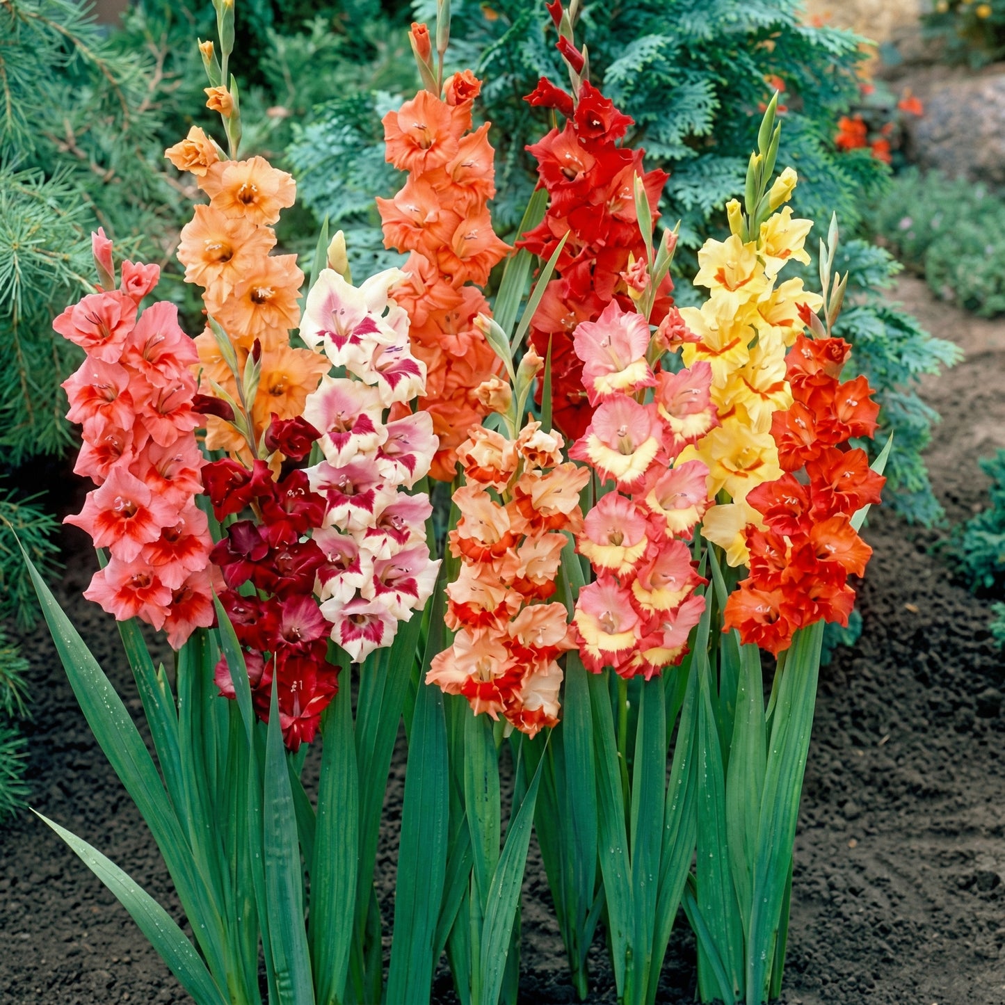 Gladiolus Pastel Mix Bulbs – Mixed Perennial Gladiolus Flower Bulbs