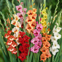 Gladiolus Pastel Mix Bulbs – Mixed Perennial Gladiolus Flower Bulbs