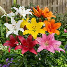 Asiatic Lilies Mix Bulbs – Freshly Dug Perennial Lily Flower Bulbs