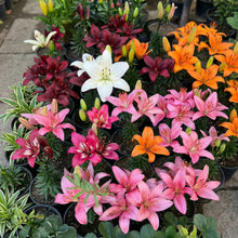 Asiatic Lilies Mix Bulbs – Freshly Dug Perennial Lily Flower Bulbs