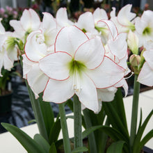 Amaryllis Picotee Bulb 28–30 cm – Elegant White & Red Picotee Holiday Flower Bulb