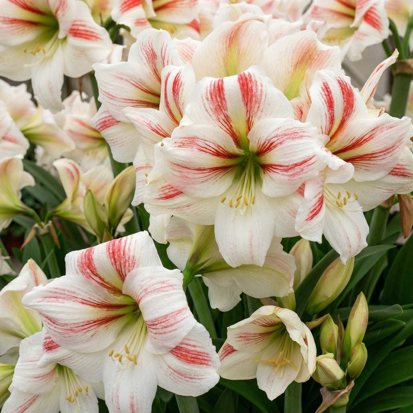 Amaryllis Picotee Bulb 28–30 cm – Elegant White & Red Picotee Holiday Flower Bulb