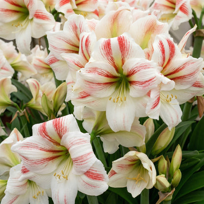 Amaryllis Picotee Bulb 28–30 cm – Elegant White & Red Picotee Holiday Flower Bulb