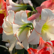 Amaryllis Picotee Bulb 28–30 cm – Elegant White & Red Picotee Holiday Flower Bulb