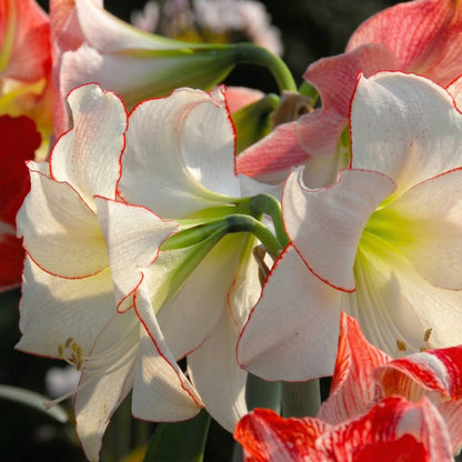 Amaryllis Picotee Bulb 28–30 cm – Elegant White & Red Picotee Holiday Flower Bulb