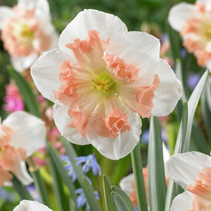 Pink Party Daffodil Bulbs – Double Pink & White Fragrant Narcissus Spring Bulbs