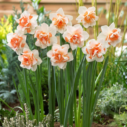 Pink Party Daffodil Bulbs – Double Pink & White Fragrant Narcissus Spring Bulbs