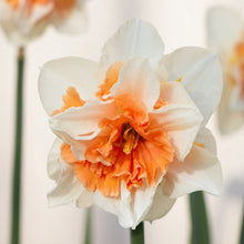 Pink Party Daffodil Bulbs – Double Pink & White Fragrant Narcissus Spring Bulbs