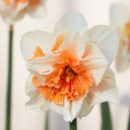 Pink Party Daffodil Bulbs – Double Pink & White Fragrant Narcissus Spring Bulbs