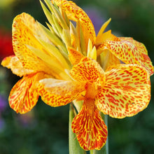 Canna Lily Seeds Canna x generalis Cleopatra – Ornamental Flowering Plant Seeds