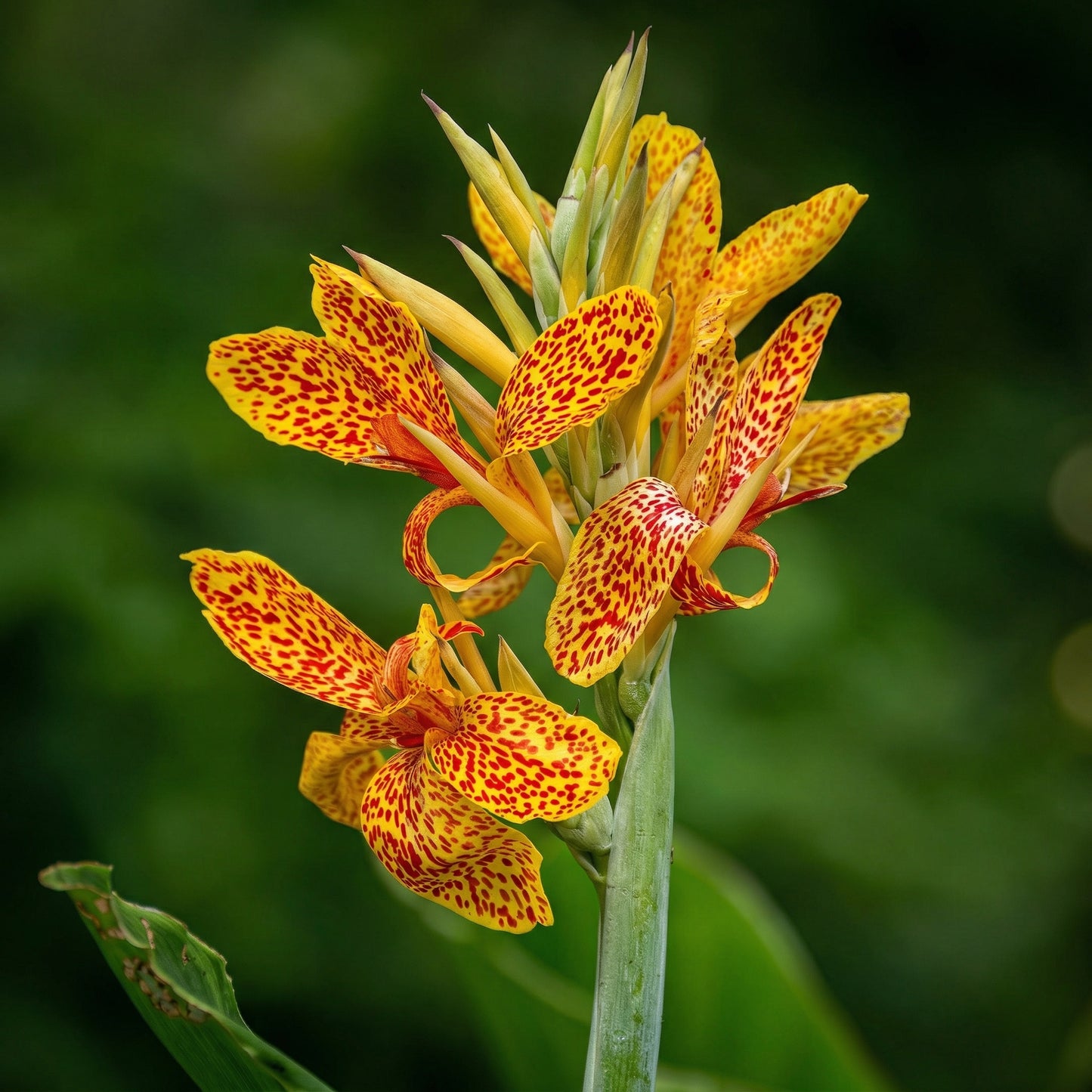 Canna Lily Seeds Canna x generalis Cleopatra – Ornamental Flowering Plant Seeds