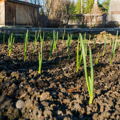 Softneck Garlic Bulbs for Planting – Fresh Garlic Bulbs for Kitchen Gardens