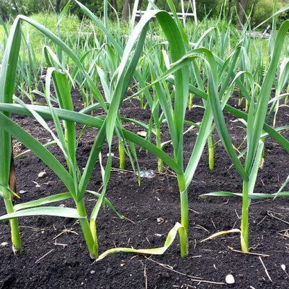 Softneck Garlic Bulbs for Planting – Fresh Garlic Bulbs for Kitchen Gardens