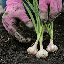 Softneck Garlic Bulbs for Planting – Fresh Garlic Bulbs for Kitchen Gardens