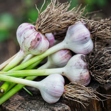Softneck Garlic Bulbs for Planting – Fresh Garlic Bulbs for Kitchen Gardens
