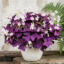 Purple Shamrock Bulbs Oxalis triangularis – Purple Oxalis Bulbs for Indoor & Outdoor