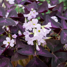 Purple Shamrock Bulbs Oxalis triangularis – Purple Oxalis Bulbs for Indoor & Outdoor