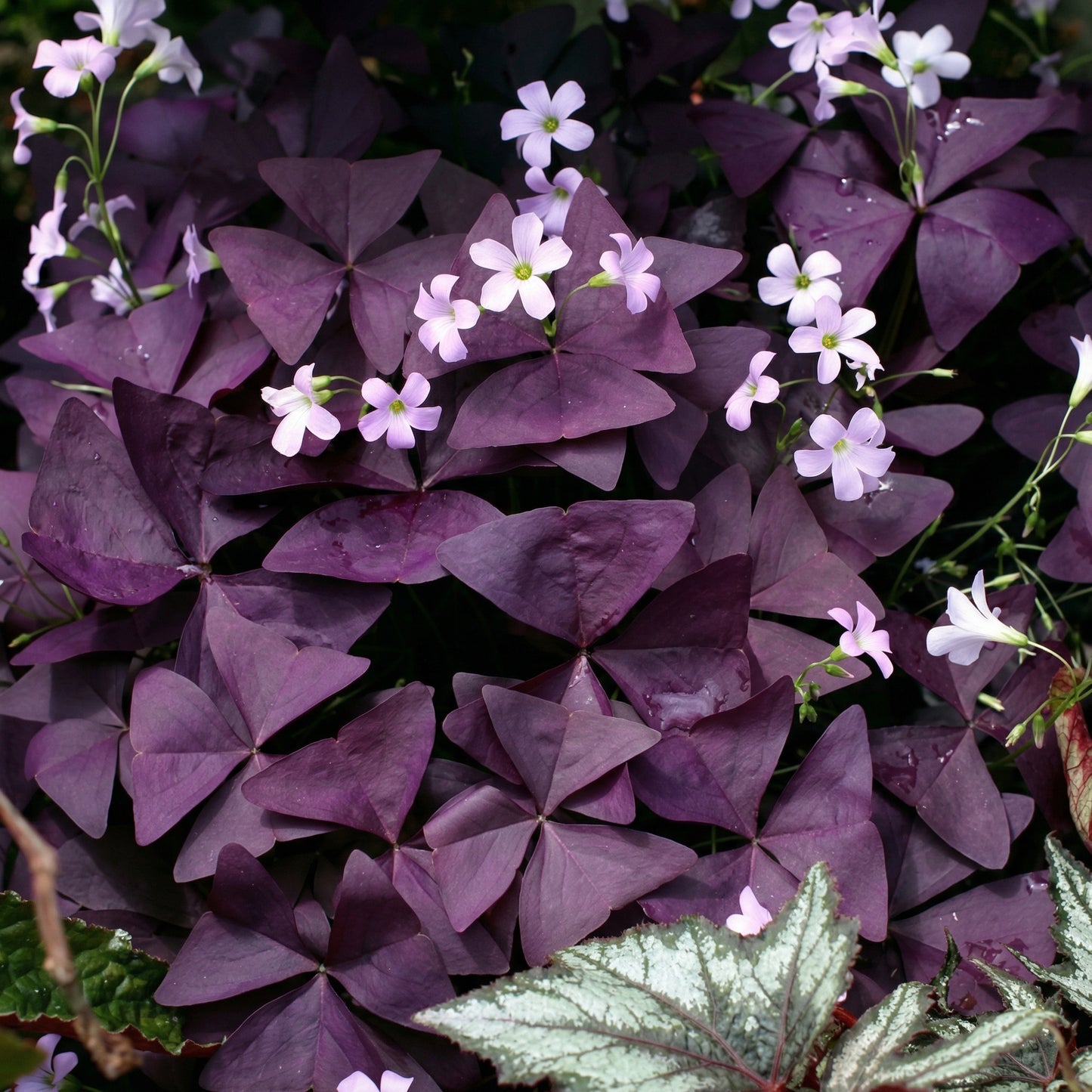 Purple Shamrock Bulbs Oxalis triangularis – Purple Oxalis Bulbs for Indoor & Outdoor