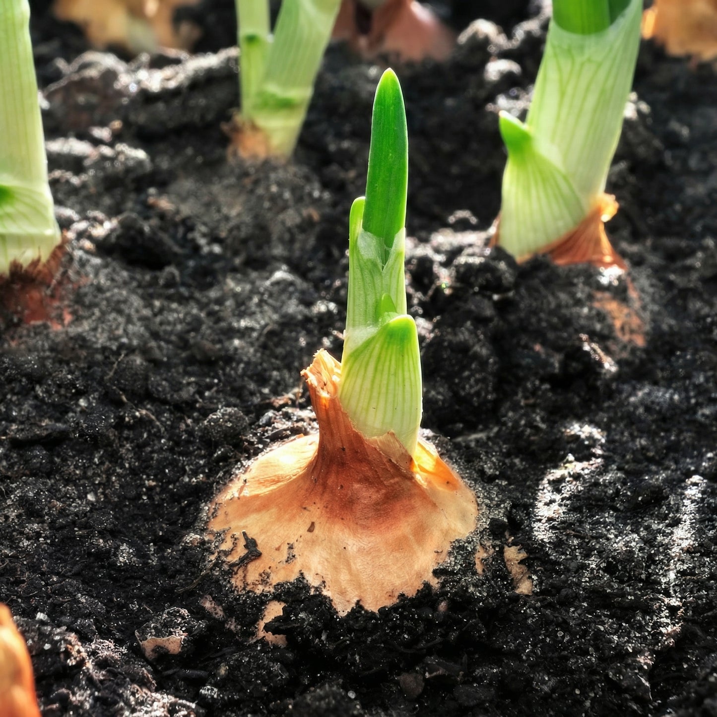 Mix Onion Sets Bulbs – Yellow Red & White Onion Bulbs for Storage