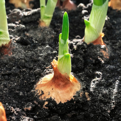 Mix Onion Sets Bulbs – Yellow Red & White Onion Bulbs for Storage