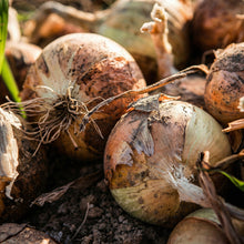 Mix Onion Sets Bulbs – Yellow Red & White Onion Bulbs for Storage