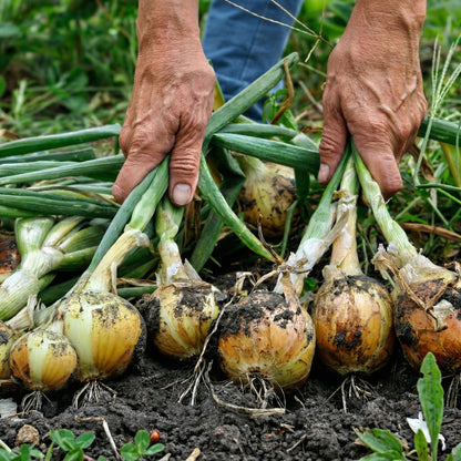 Mix Onion Sets Bulbs – Yellow Red & White Onion Bulbs for Storage