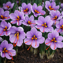 Saffron Crocus Corms for Planting – Purple Autumn Blooms Perennial Spice Bulbs