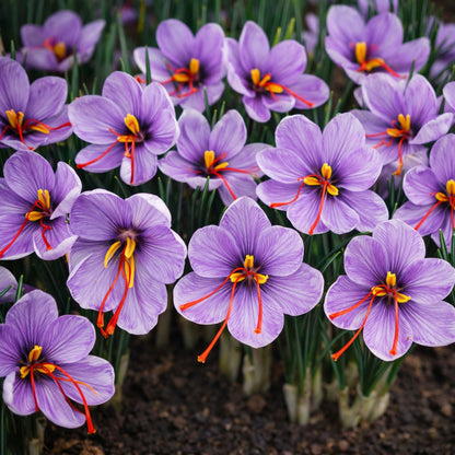 Saffron Crocus Corms for Planting – Purple Autumn Blooms Perennial Spice Bulbs