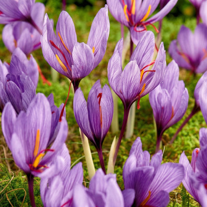 Saffron Crocus Corms for Planting – Purple Autumn Blooms Perennial Spice Bulbs