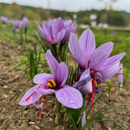 Saffron Crocus Corms for Planting – Purple Autumn Blooms Perennial Spice Bulbs