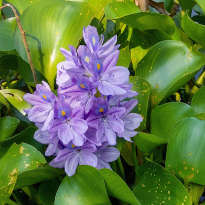Water Hyacinth Seeds – Aquatic Pond Flower Seeds for Water Gardens