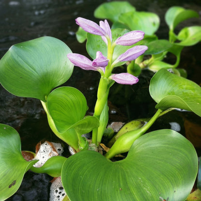 Water Hyacinth Seeds – Aquatic Pond Flower Seeds for Water Gardens