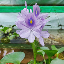 Water Hyacinth Seeds – Aquatic Pond Flower Seeds for Water Gardens