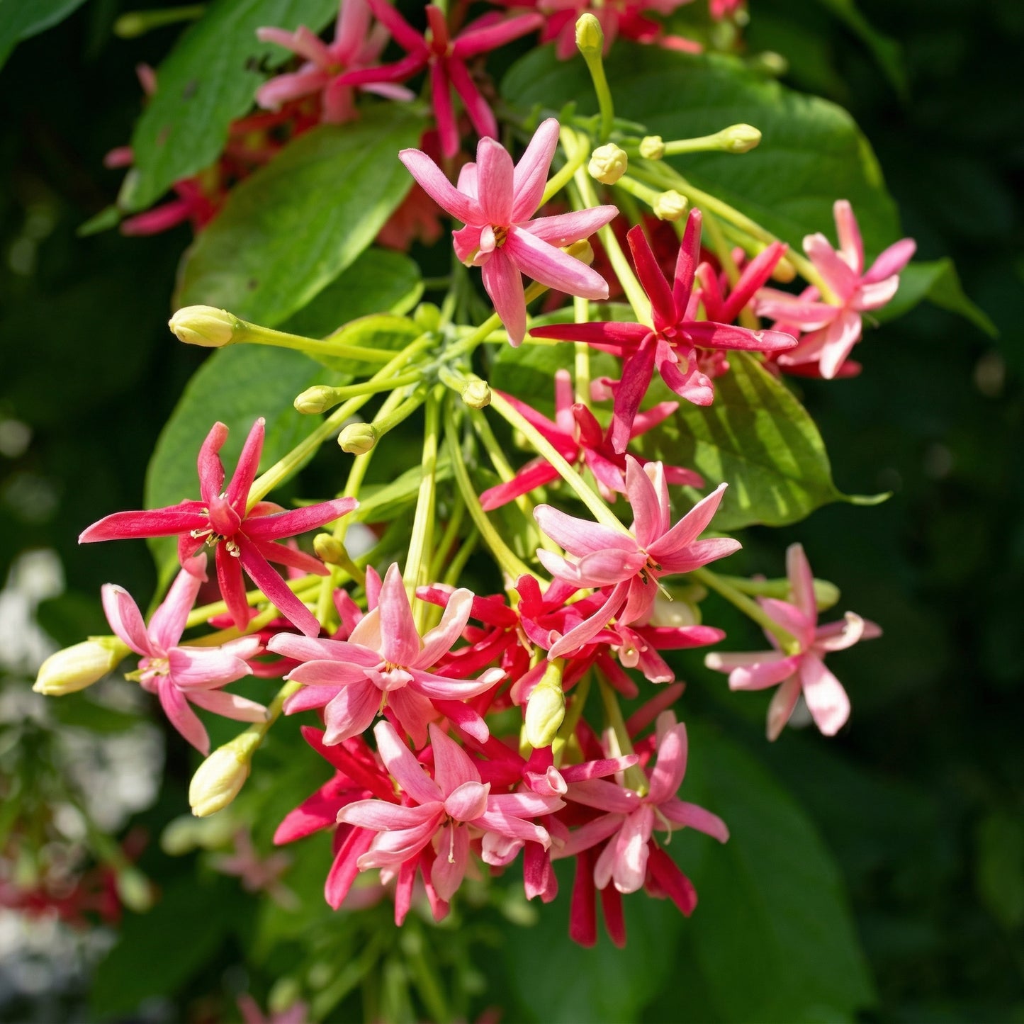 Rangoon Creeper Seeds Combretum indicum – Red Pink Fragrant Climber Seeds