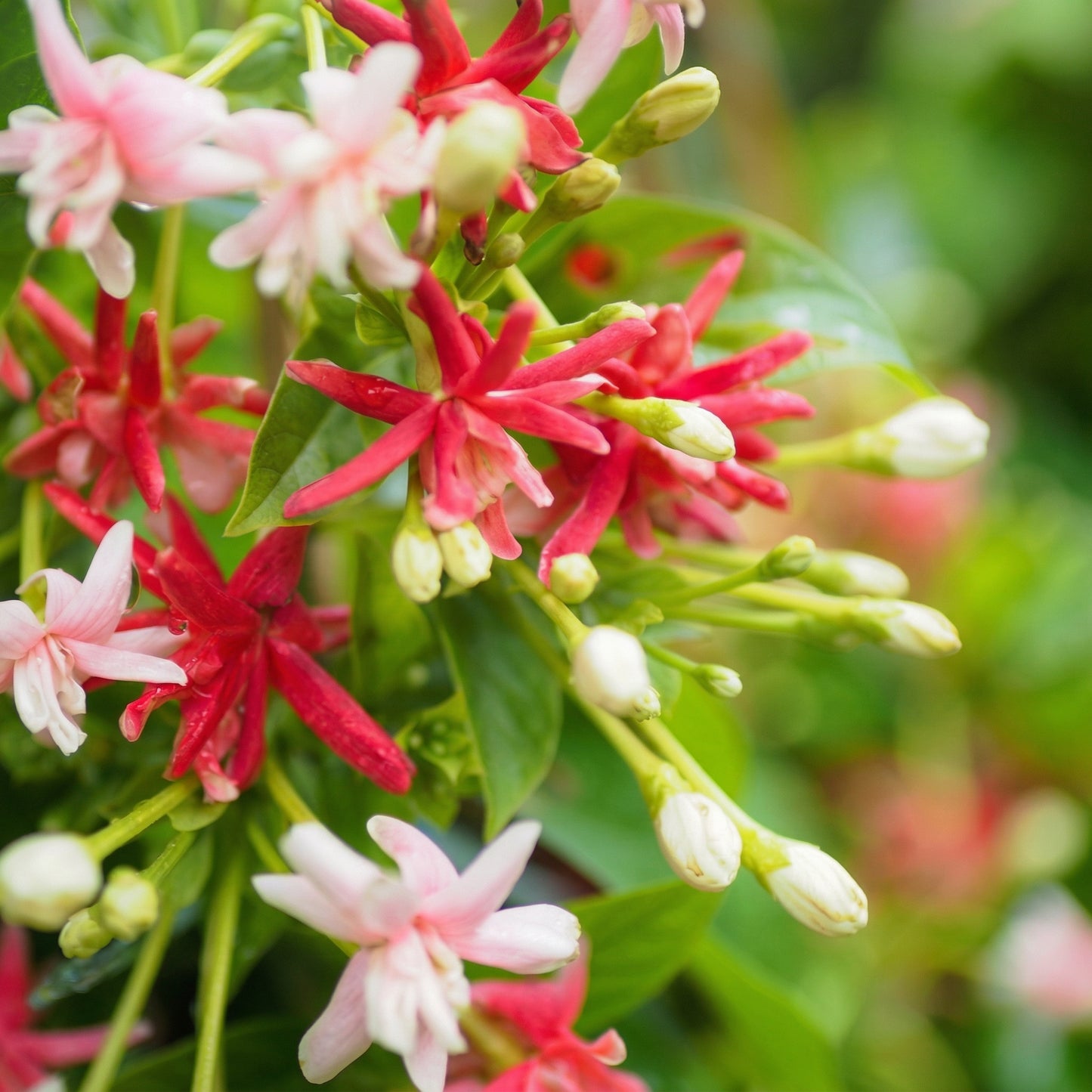 Rangoon Creeper Seeds Combretum indicum – Red Pink Fragrant Climber Seeds