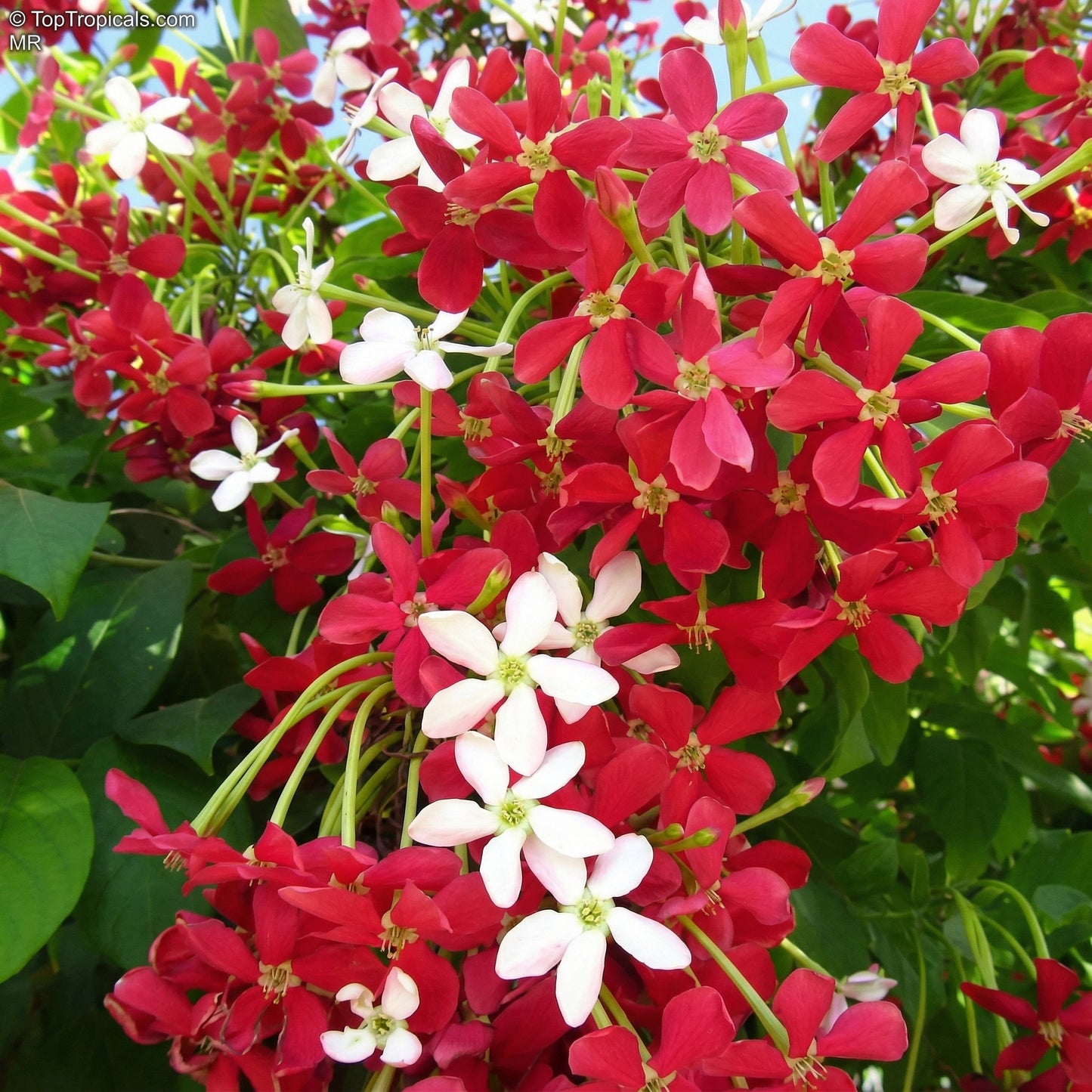 Rangoon Creeper Seeds Combretum indicum – Red Pink Fragrant Climber Seeds