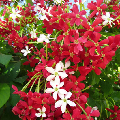 Rangoon Creeper Seeds Combretum indicum – Red Pink Fragrant Climber Seeds