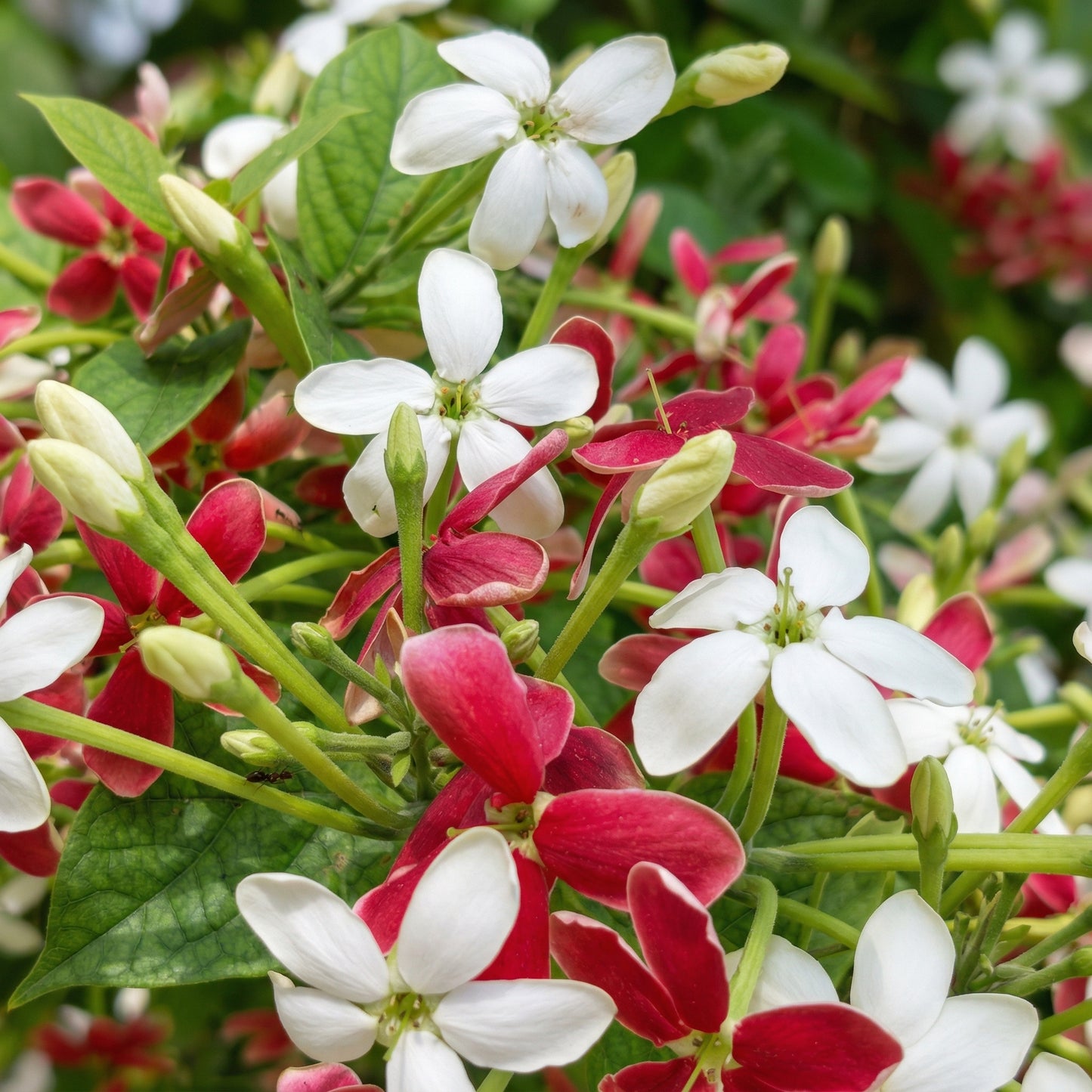 Rangoon Creeper Seeds Combretum indicum – Red Pink Fragrant Climber Seeds