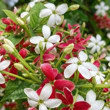 Rangoon Creeper Seeds Combretum indicum – Red Pink Fragrant Climber Seeds
