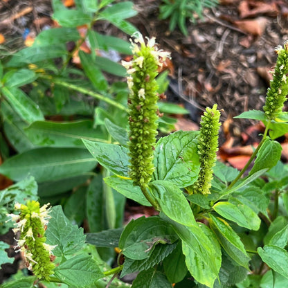 Anise Hyssop Seeds Agastache foeniculum – Heirloom Herbal & Culinary Herb Seeds
