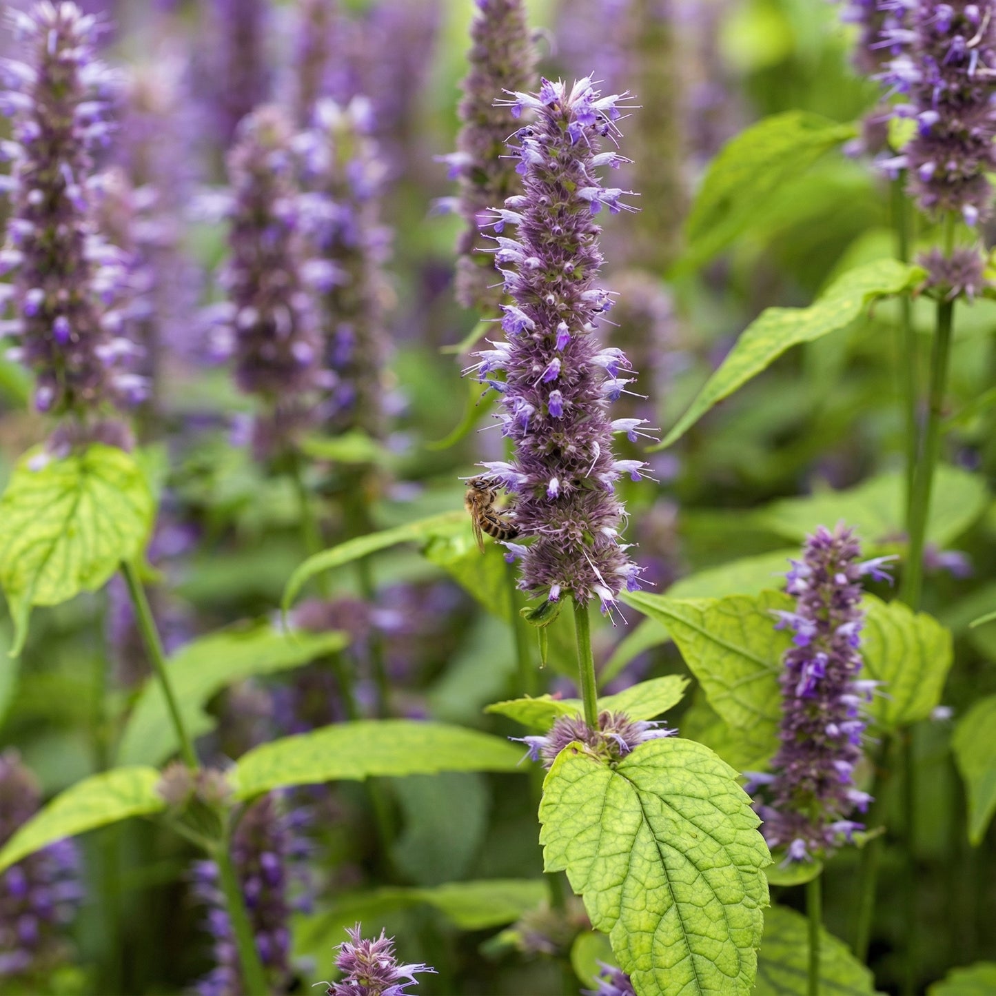 Anise Hyssop Seeds Agastache foeniculum – Heirloom Herbal & Culinary Herb Seeds