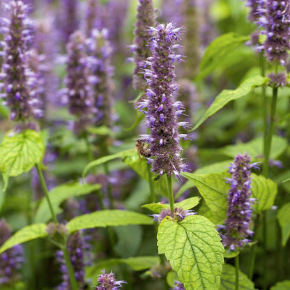 Anise Hyssop Seeds Agastache foeniculum – Heirloom Herbal & Culinary Herb Seeds