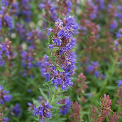 Anise Hyssop Seeds Agastache foeniculum – Heirloom Herbal & Culinary Herb Seeds
