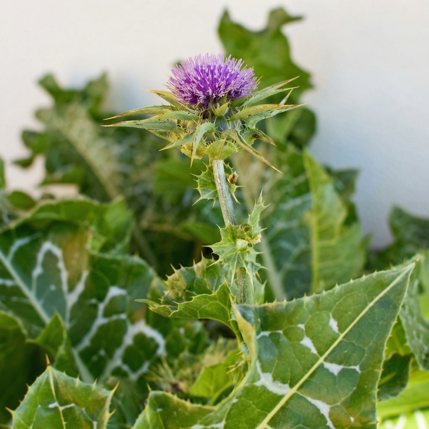 Milk Thistle Seeds Silybum marianum – Ornamental Herbal Garden Seeds