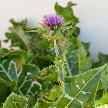 Milk Thistle Seeds Silybum marianum – Ornamental Herbal Garden Seeds