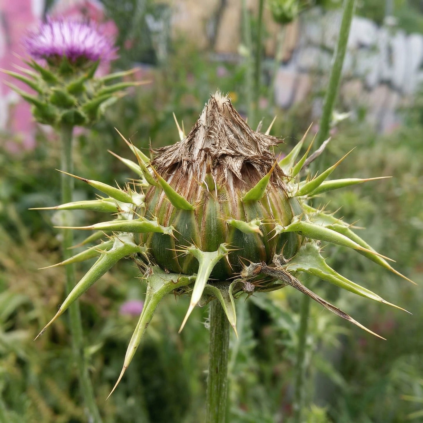 Milk Thistle Seeds Silybum marianum – Ornamental Herbal Garden Seeds