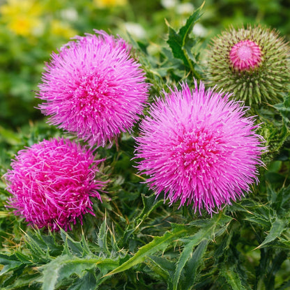 Milk Thistle Seeds Silybum marianum – Ornamental Herbal Garden Seeds